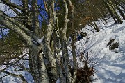 Salita pomeridiana al MONTE SUCHELLO (1541 m) ben innevato da Costa Serina 1l 10 marzo 2016  - FOTOGALLERY